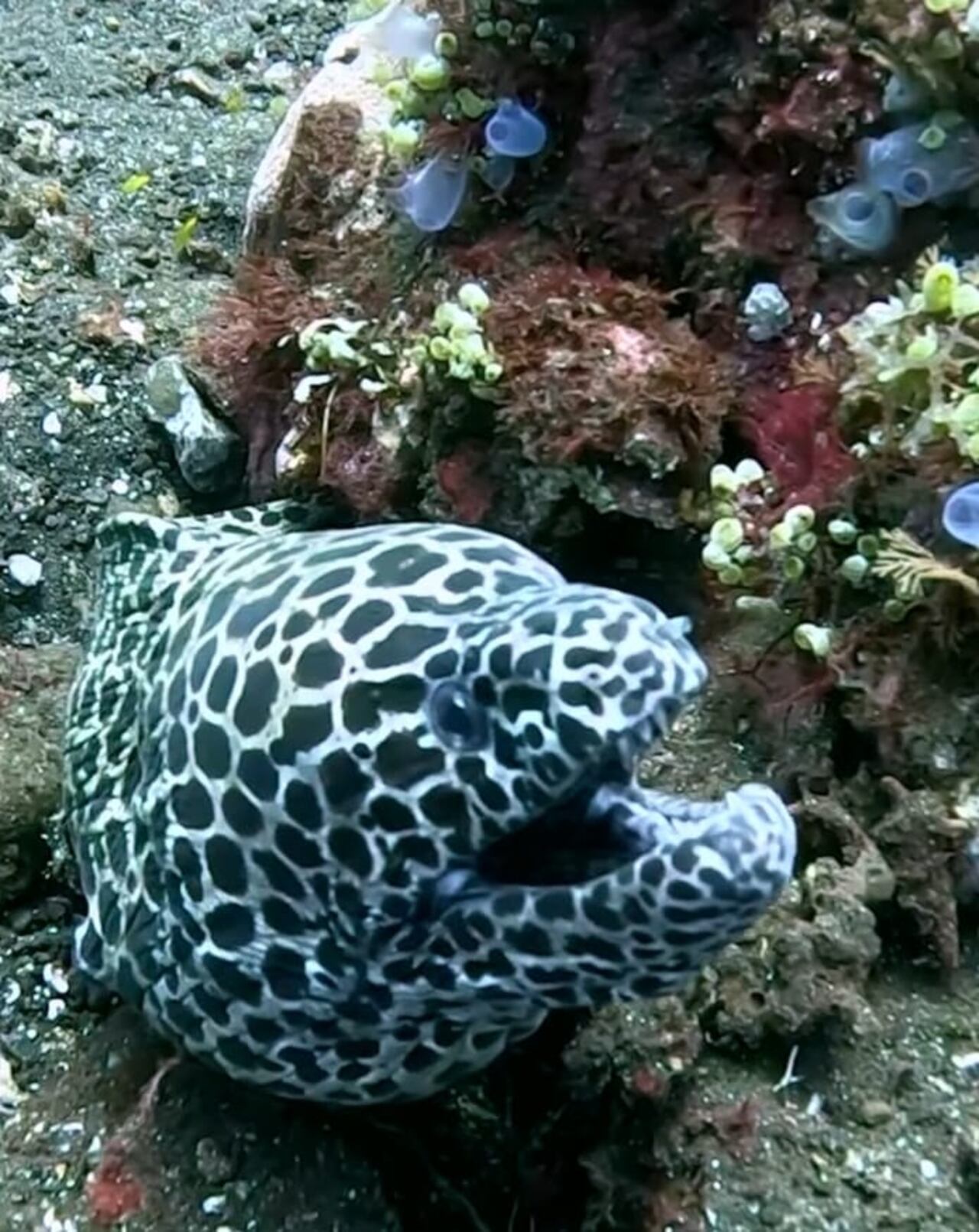 Barny Dillarstone realizó una expedición  submarina en Amed, una zona costera de Bali, Indonesia.