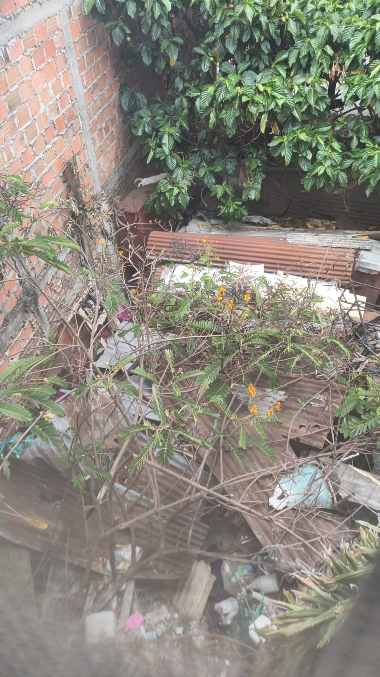 Durante las lluvias, el agua se filtra hacia viviendas aledañas, agravando los daños en paredes y patios de los residentes del sector.