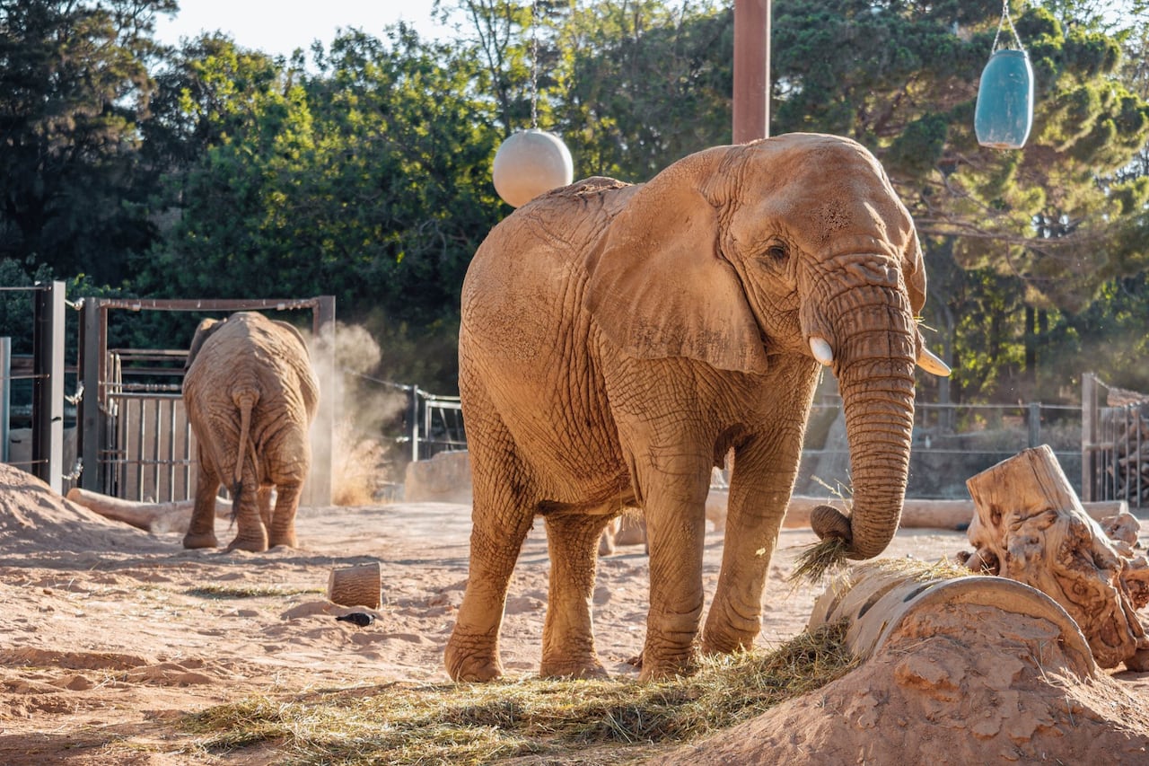 Zoo de Barcelona confirma la muerte de su elefanta más longeva.