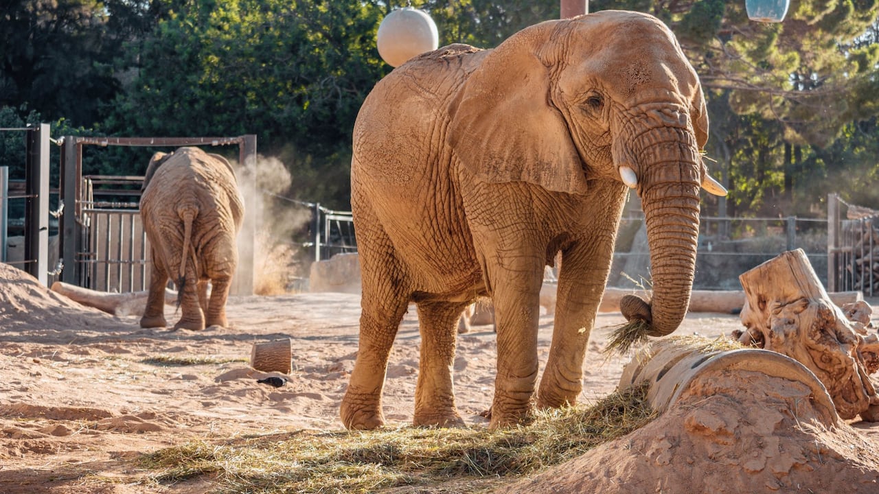 Zoo de Barcelona confirma la muerte de su elefanta más longeva.