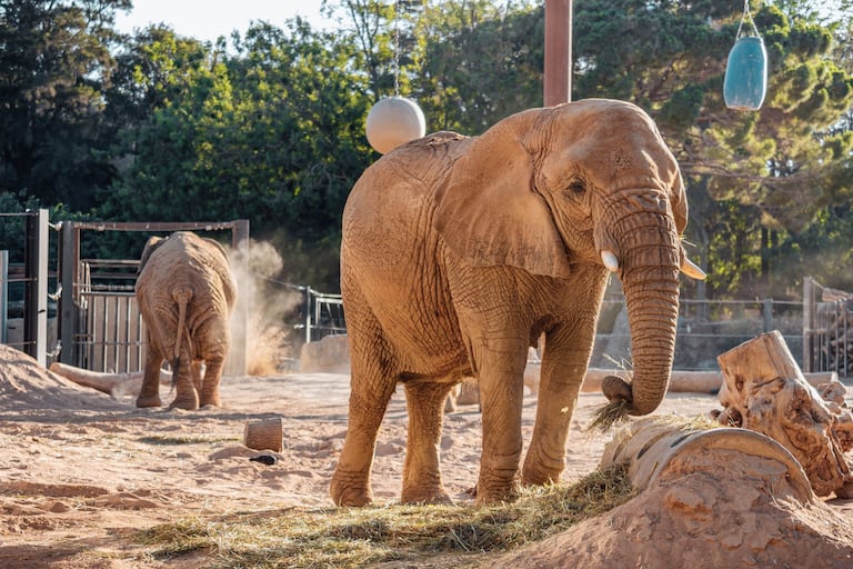 Zoo de Barcelona confirma la muerte de su elefanta más longeva.