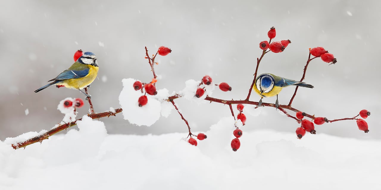 Herrerillos Comunes (cyanestes caeruleus). Tomada por Mario Suárez.