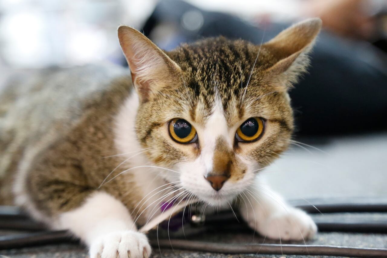 Gatos y perros son las principales mascotas que tienen los colombianos en sus hogares.