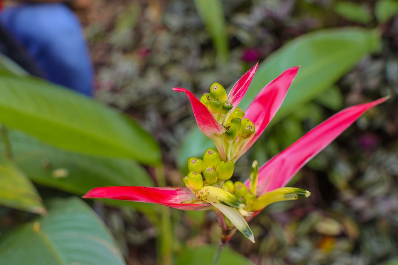 Jardín Botánico de Cali recibió acreditación del Botanic Gardens Conservation International (BGCI), un reconocimiento internacional que certifica el cumplimiento de altos estándares en conservación vegetal, manejo de colecciones, educación ambiental y servicio al público
