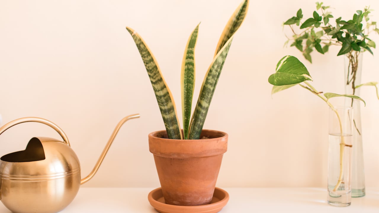 La lengua de suegra, una planta popular, no debería colocarse en determinados sitios del hogar, pues se cree que podría atraer mala suerte y tensiones.