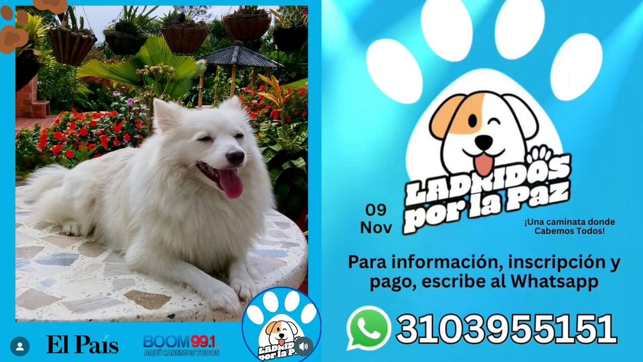 Inicia la cuenta regresiva para ´Ladridos por la Paz´; Cali se alista para vivir una jornada deportiva junto a sus mascotas.