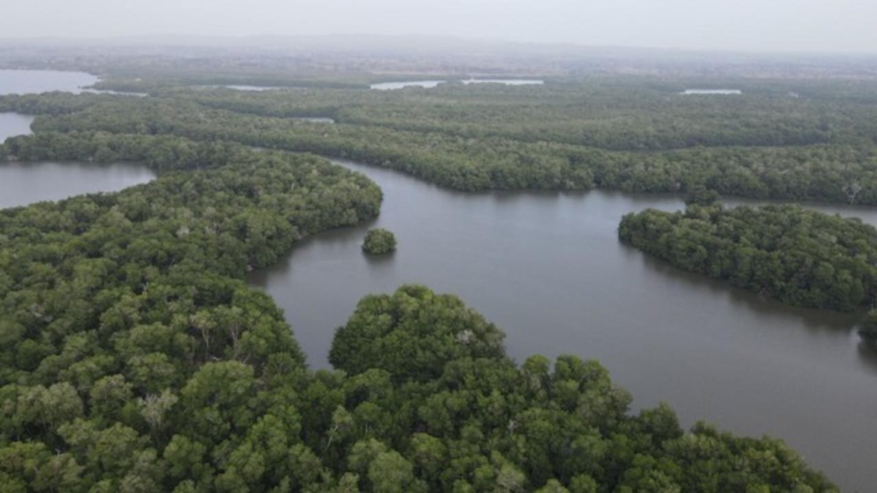 La pérdida de estos bosques aumento 50 % en Colombia.
