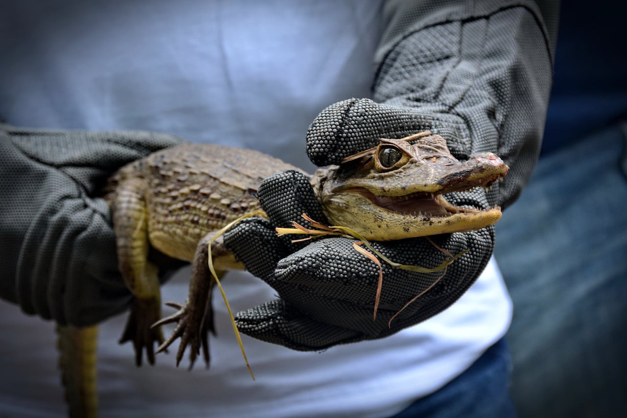 La Corporación Autónoma Regional del Valle del Cauca (CVC) realiza periódicamente liberaciones de fauna silvestre rescatada del tráfico ilegal y entregas voluntarias en el Pacífico colombiano, devolviendo especies como tortugas, caimanes y boasa su hábitat natural tras procesos de rehabilitación, reforzando su mensaje de que los animales silvestres no son mascotas y promoviendo la denuncia de tráfico ilegal.