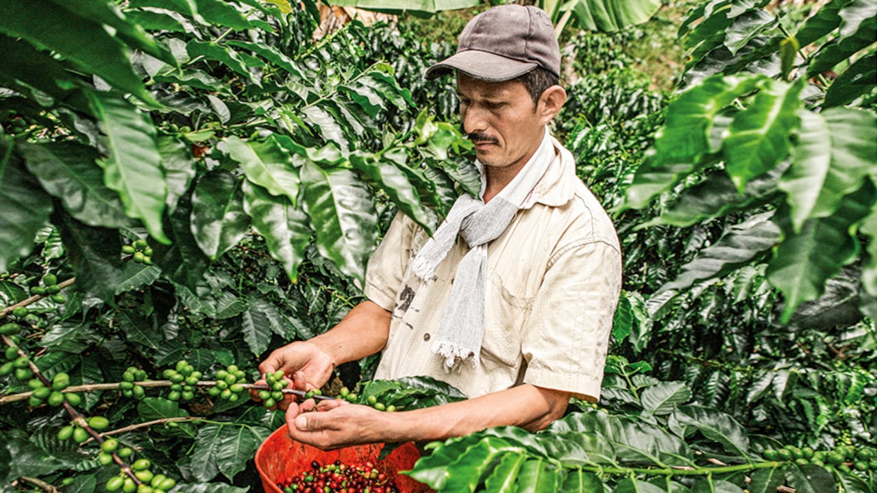 La pesca y el café son los dos subsectores con mayores decrecimientos al tercer trimestre de 2021. En el caso del grano, la menor producción ha impedido aprovechar los precios máximos que hay hoy.
