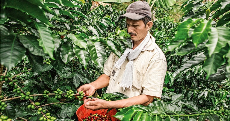 La pesca y el café son los dos subsectores con mayores decrecimientos al tercer trimestre de 2021. En el caso del grano, la menor producción ha impedido aprovechar los precios máximos que hay hoy.