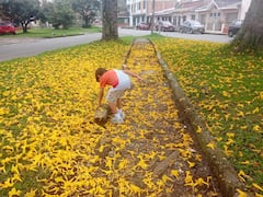 Gran parte del parque está tapizado con estas flores amarillas, permitiéndole a las comunidades de esta parte de la comuna cuatro de Popayán