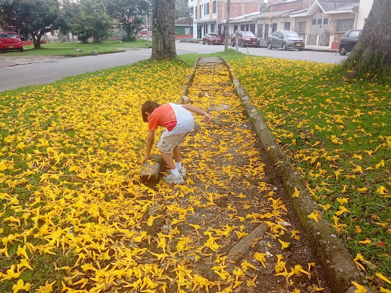Gran parte del parque está tapizado con estas flores amarillas, permitiéndole a las comunidades de esta parte de la comuna cuatro de Popayán