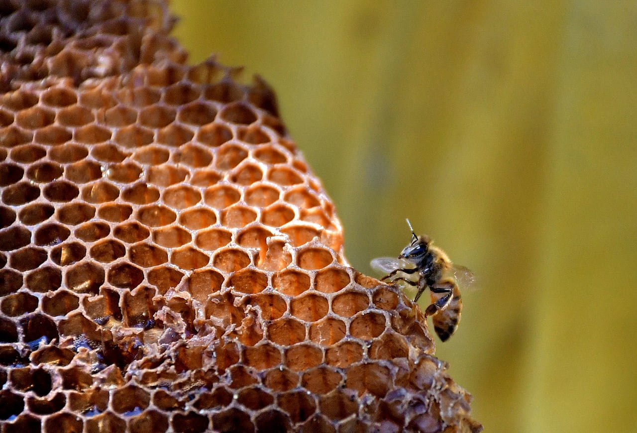 En el sur de Cali El dagma acude al llamado de la comunidad por un Enjambre de abejas africanas en una cancha de fútbol , 199 llamados han recibido las personas del dagma por el tema de abejas en Cali . Fotos Raúl Palacios / El Pais.