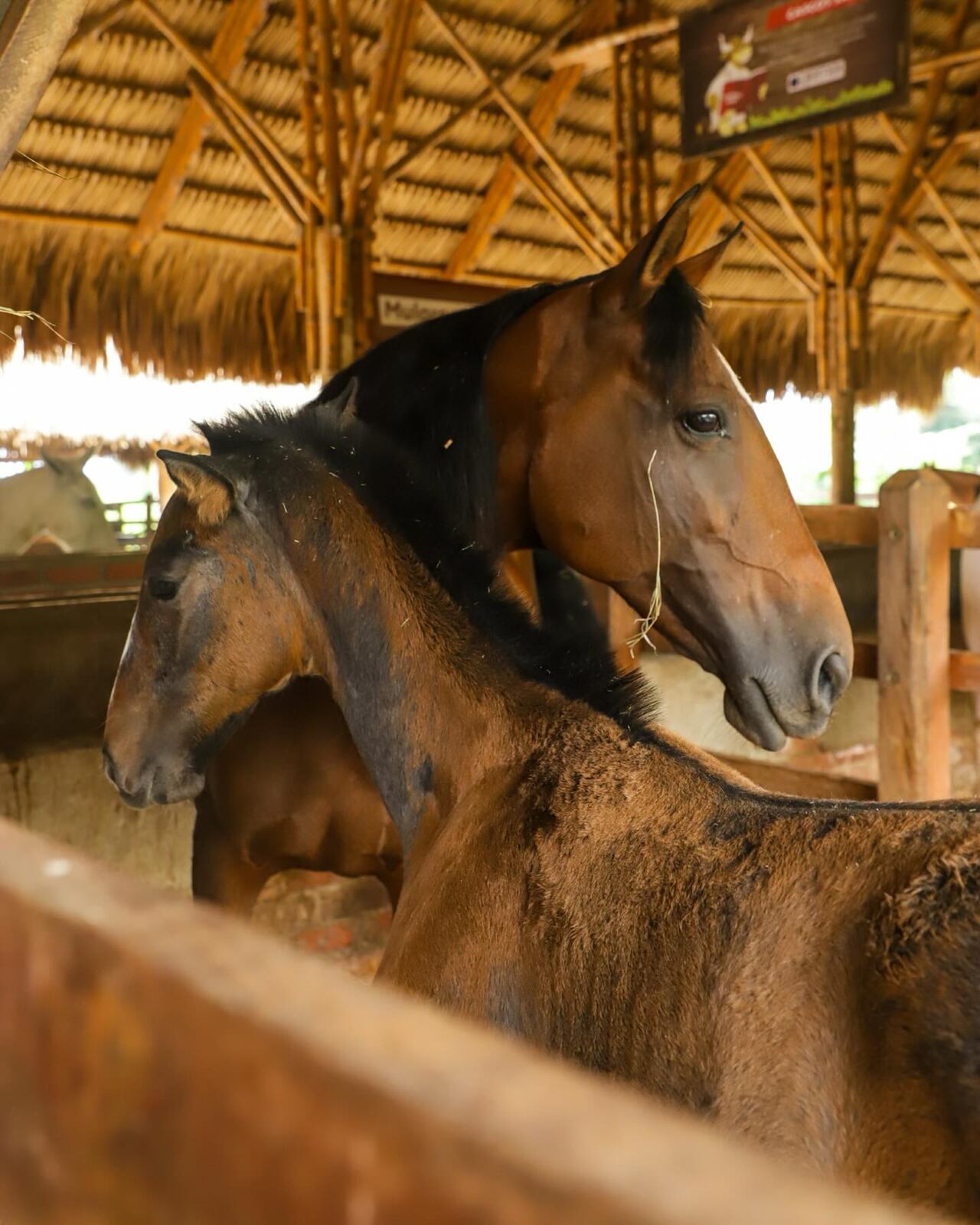 En Panaca se puede interactuar con animales de corral. También hay hospedaje.