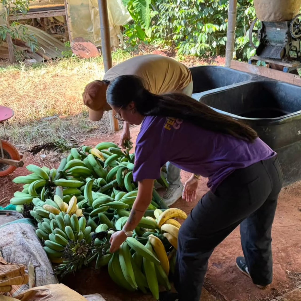 Campesinos y campesinas del norte del Cauca reunieron productos de primera necesidad que serán trasladados a Cali para apoyar a otras familias damnificadas por la emergencia.