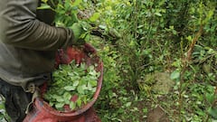 Raspachines o recolectores de coca en El Plateado Cauca
corregimiento del municipio de Argelia
abril 3 del 2025
Foto Guillermo Torres Reina - SEMANA