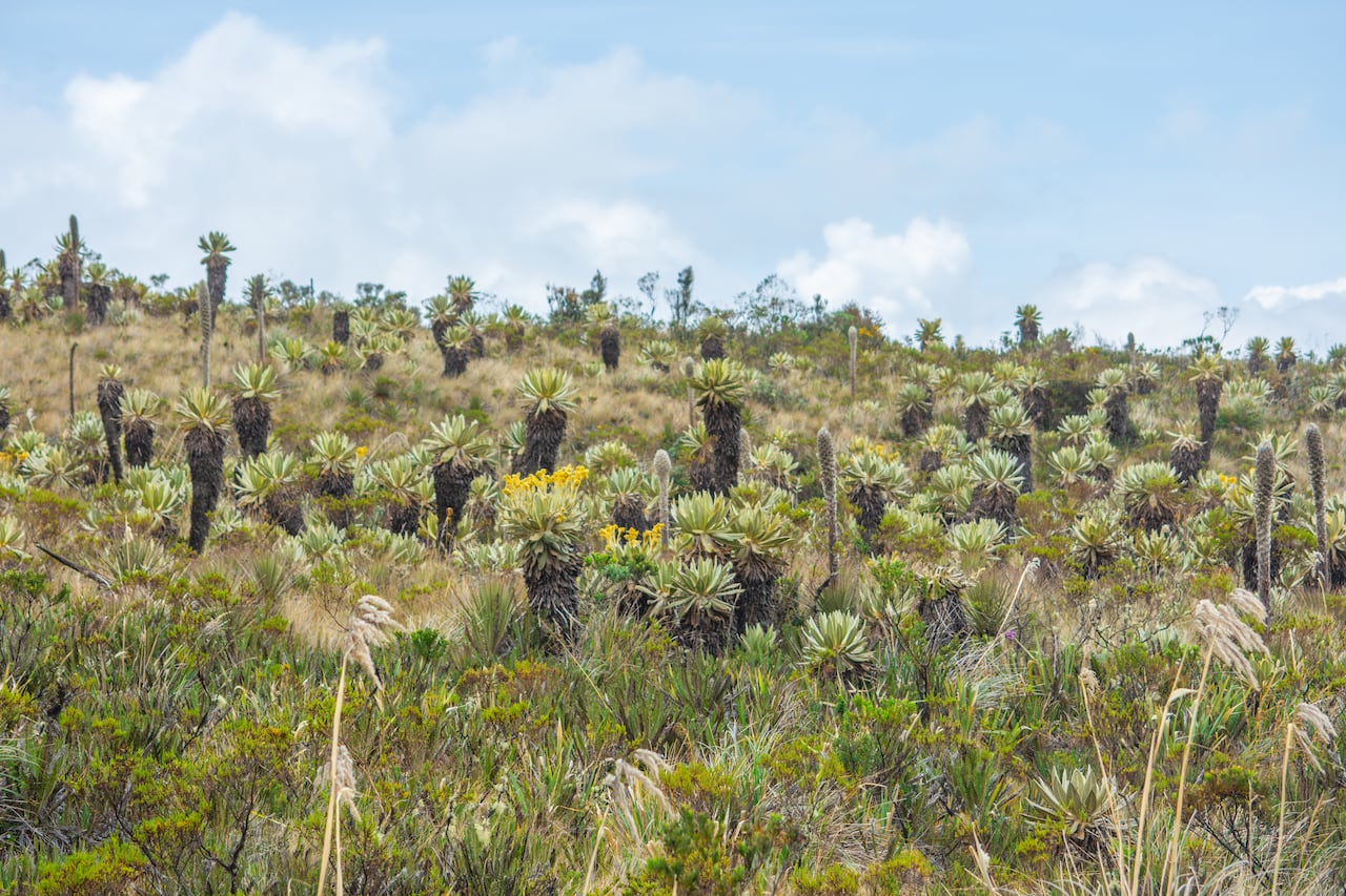 Paisajes de frailejones en el Parque Nacional Natural Puracé.