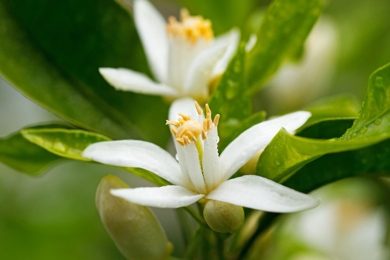 El agua de azahar es un producto de origen natural