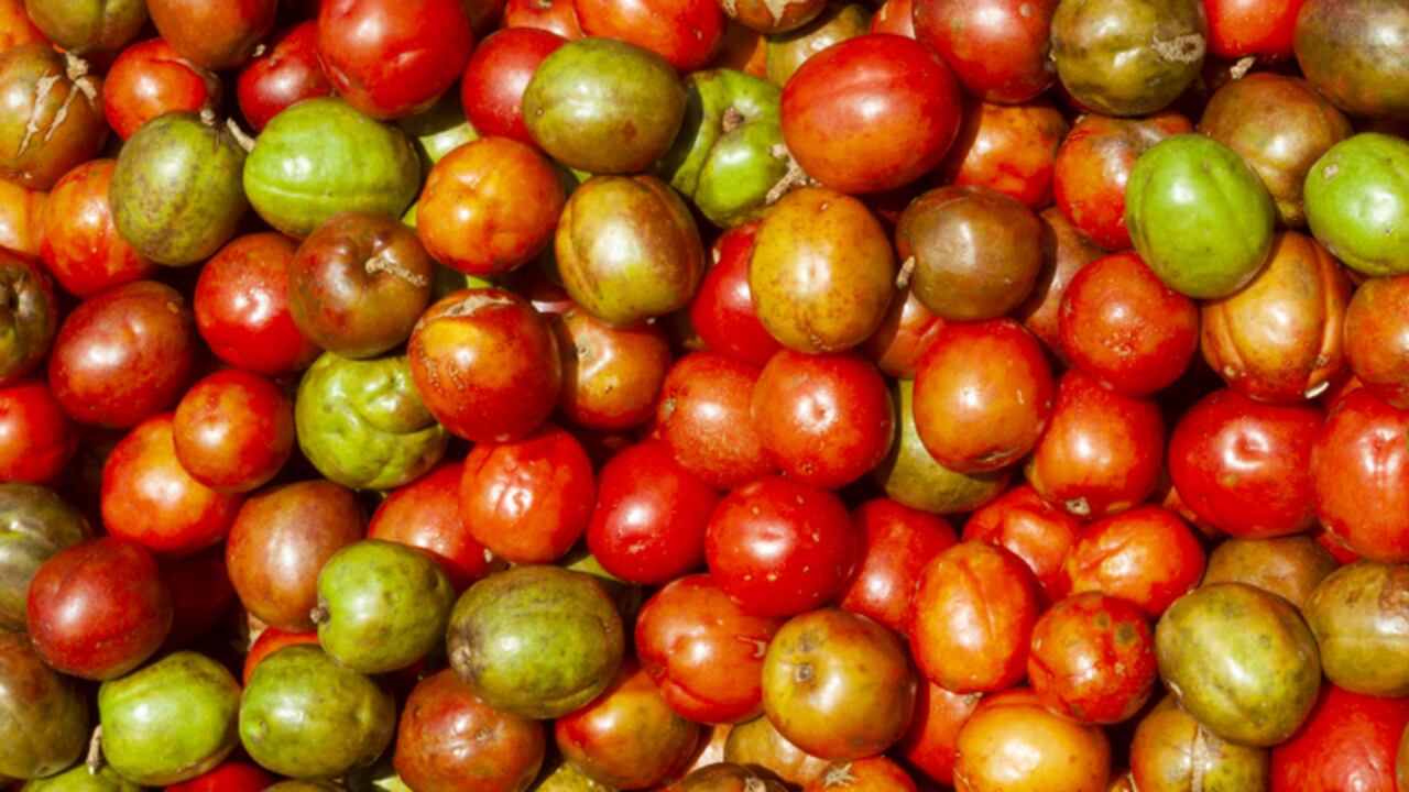 El jocote ayuda a combatir la anemia