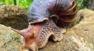 El caracol africano puede adquirir parásitos, bacterias y hongos, lo cual lo convierte en un vector de organismos que ponen en riesgo la salud de los humanos. Foto: Pixabay.