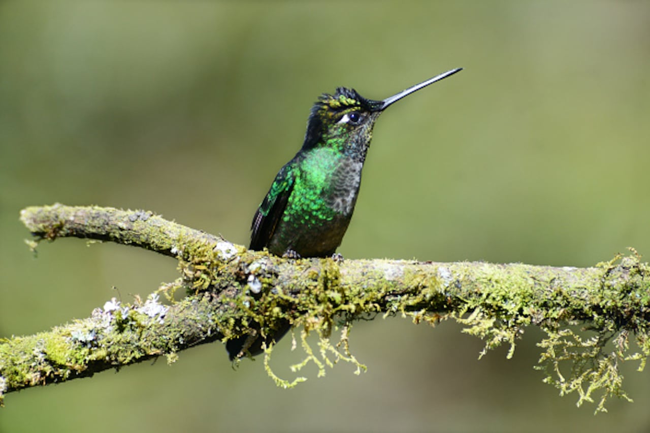 Colibrí