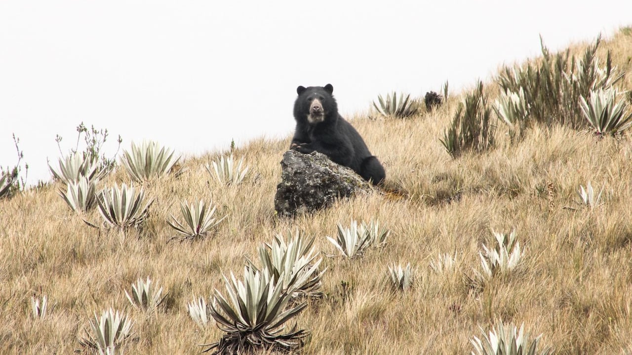 Oso Andino