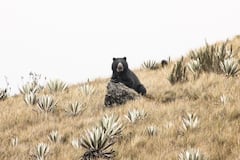 Oso Andino