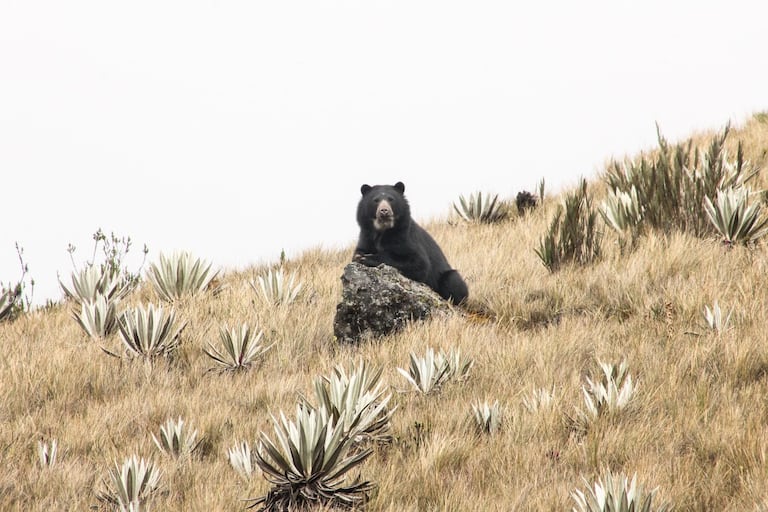 Oso Andino