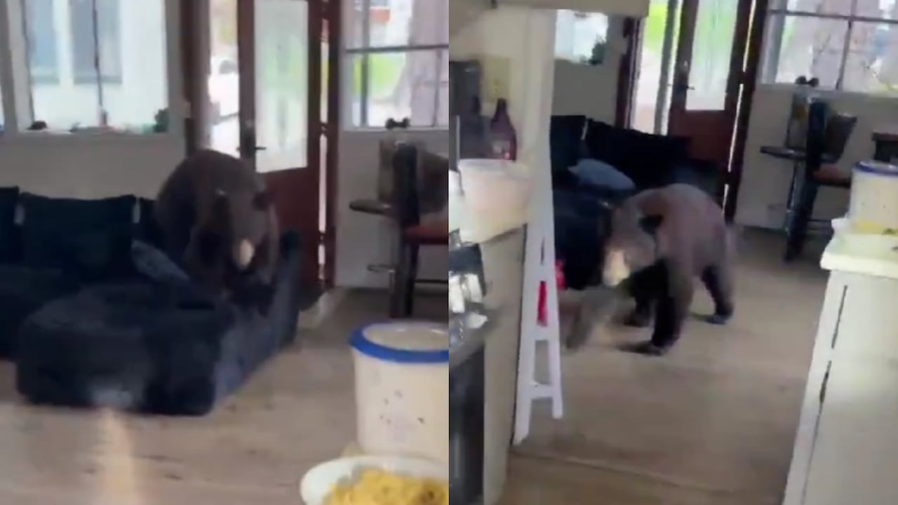 Un colombiano se encontró un oso en su vivienda en California.