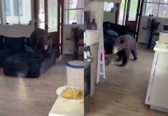 Un colombiano se encontró un oso en su vivienda en California.
