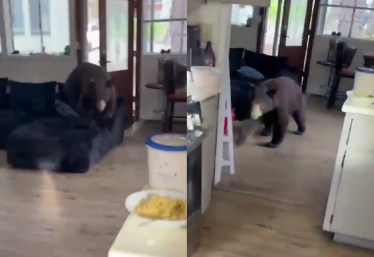 Un colombiano se encontró un oso en su vivienda en California.