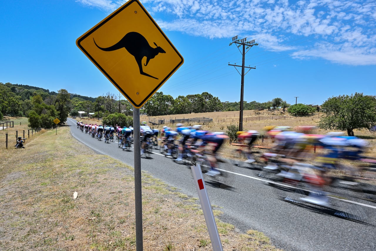 El pelotón pasa junto a una señal de tráfico con forma de canguro durante el Tour Down Under de Australia, el 25 de enero de 2026. (Foto de Brenton Edwards / AFP)