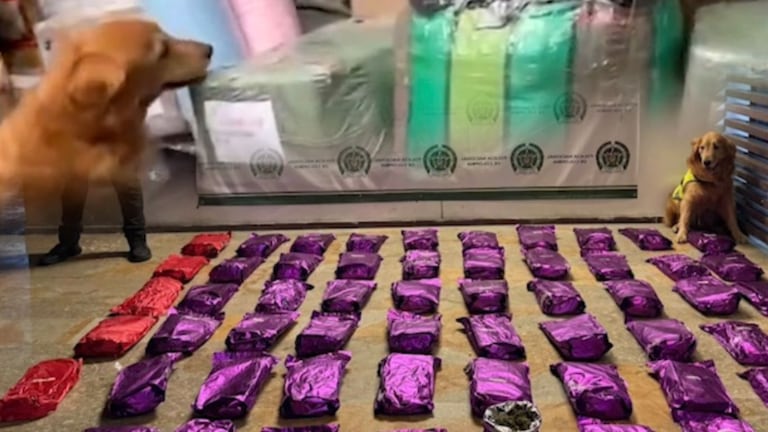 ‘Toro’ y ‘Tino’ detectan cargamento de marihuana camuflado en envíos comerciales en Cali y Yumbo.