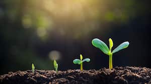 Las propiedades del agua oxigenada ayudan a que sea un gran aliado para el crecimiento de las plantas.