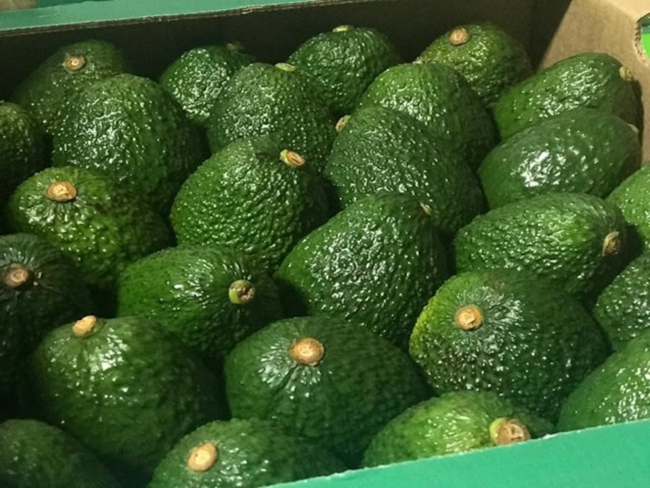 Aguacate hass colombiano se posiciona en mercado internacional.