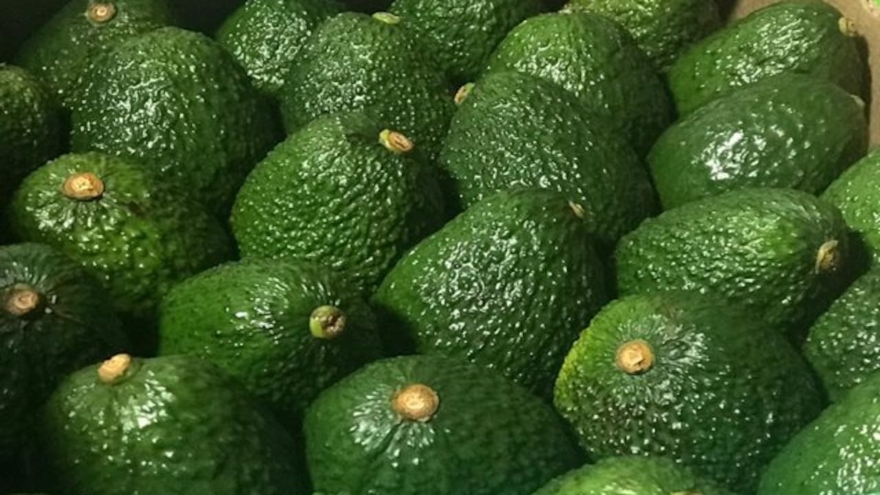 Aguacate hass colombiano se posiciona en mercado internacional.