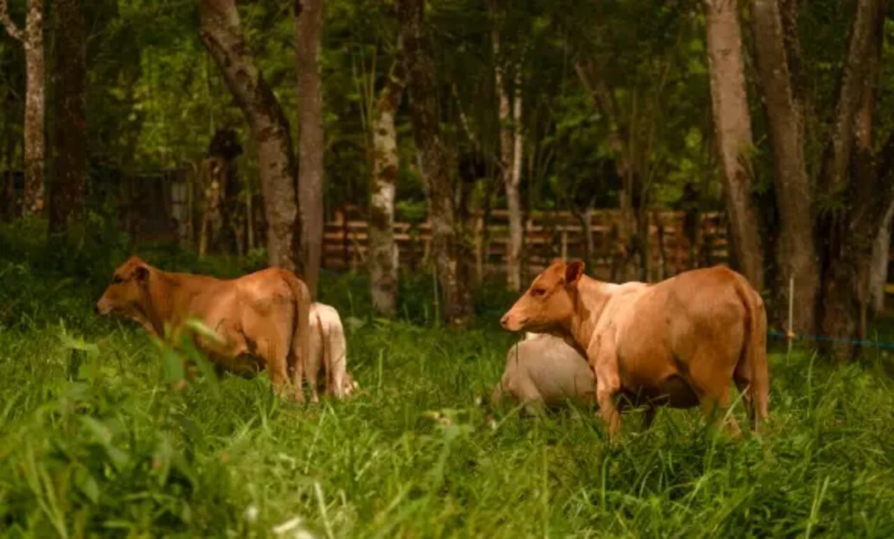 La Finca Viva de Biosuroeste: un nuevo parque para sentir y aprender de la vida campesina en familia