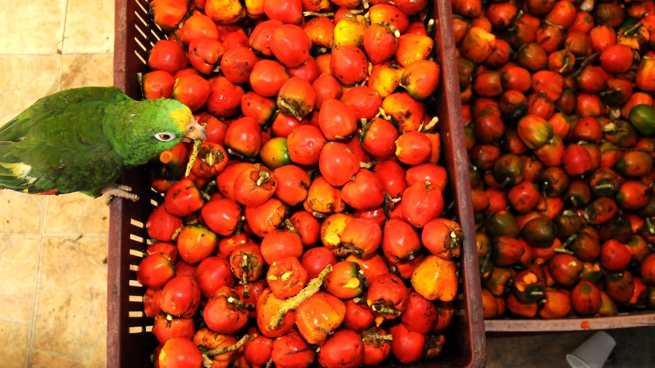 Cali: Reportaje gráfico, temporada de "superpoderes afrodisíacos" en Cali. El Chontaduro en esta temporada proveniente de Putumayo, también se cultiva en los departamentos de Chocó, Cauca, Valle del Cauca. Foto José L Guzmán. El País, feb 16-24