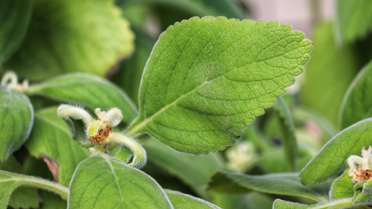 El boldo tiene propiedades antioxidantes.