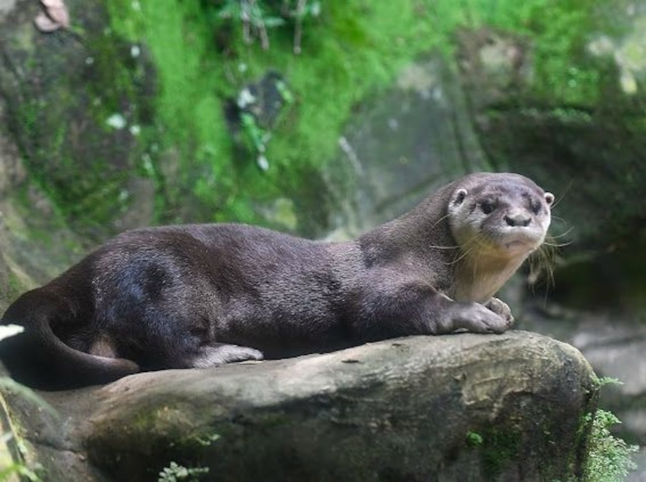 La nutria es un animal silvestre que habita en los ríos. No debe ser tomada como mascota.