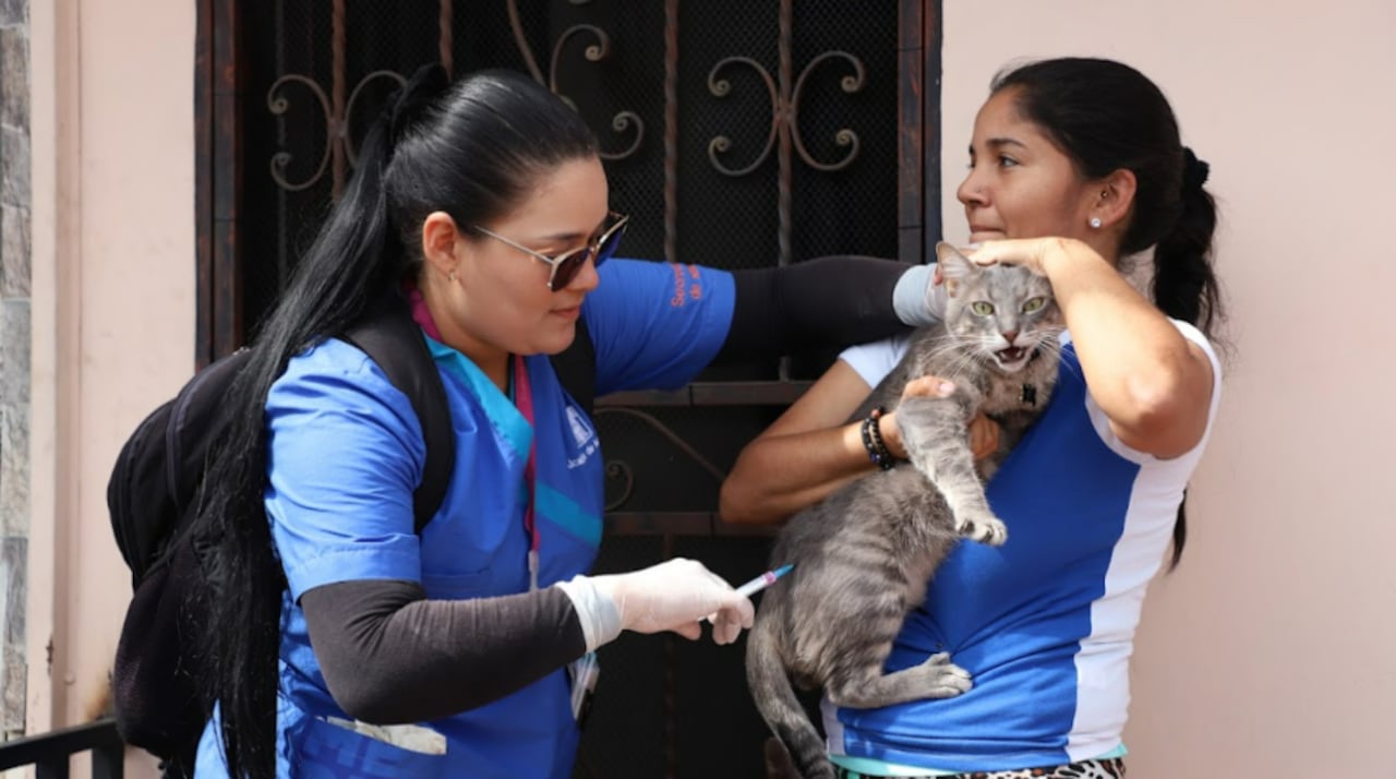 Vacunación gratuita de perros y gatos en Medellín.