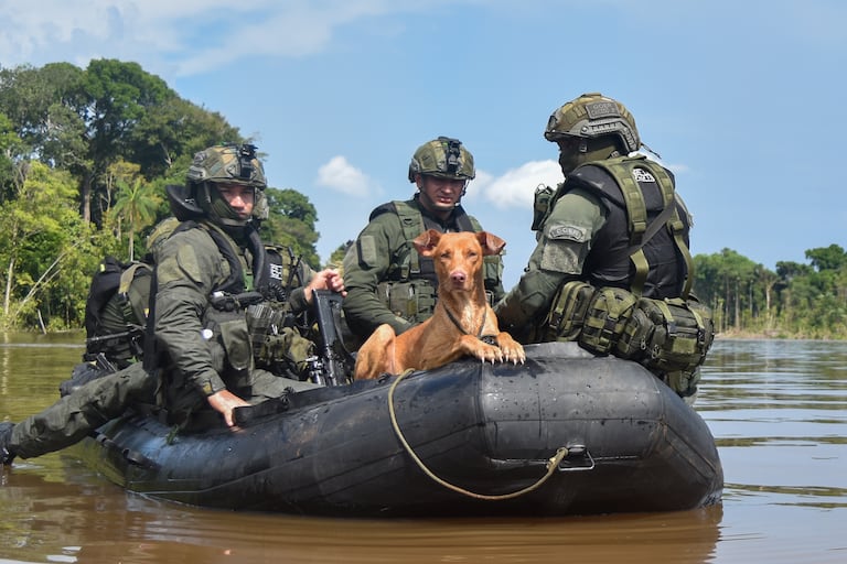 RONALDINHO: EL PERRITO QUE SOBREVIVIÓ A LA CRUELDAD DE LA MINERIA ILEGAL ( Colprensa, Camilo García).