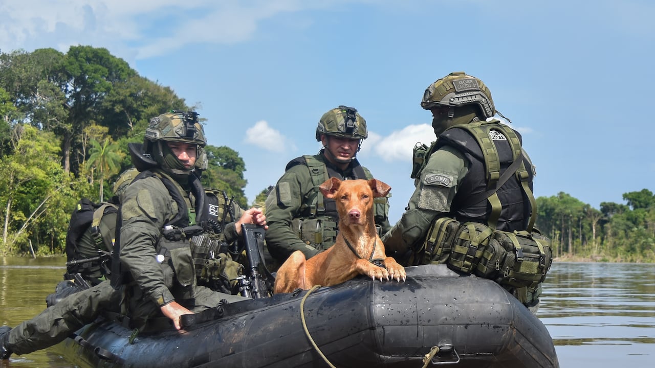 RONALDINHO: EL PERRITO QUE SOBREVIVIÓ A LA CRUELDAD DE LA MINERIA ILEGAL ( Colprensa, Camilo García).
