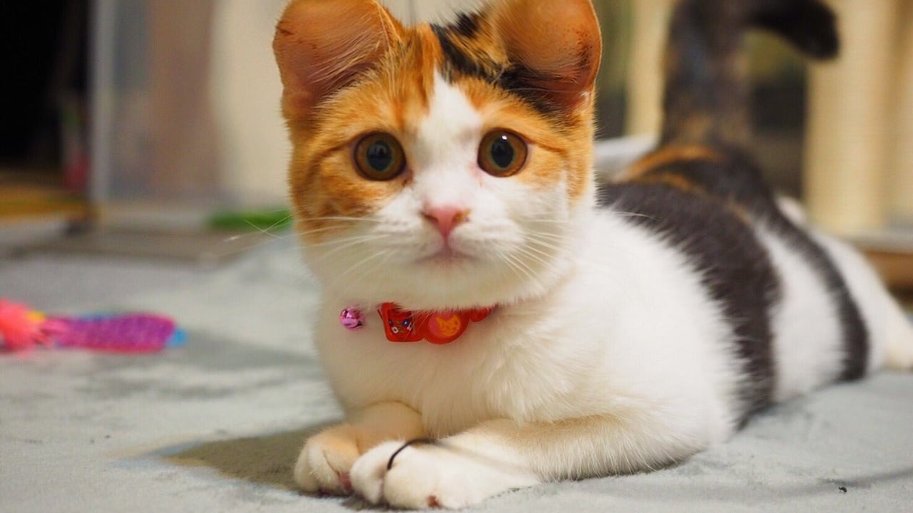 La polémica se dio porque muchos consideran que hacer esto se trata de maltrato animal y reclaman su prohibición.