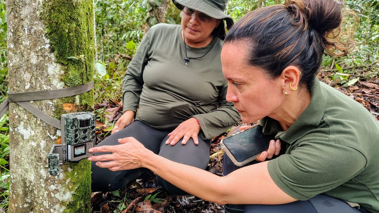 Las cámaras trampa se amarran a los árboles. Los primeros registros visuales se analizarán a mediados de noviembre.