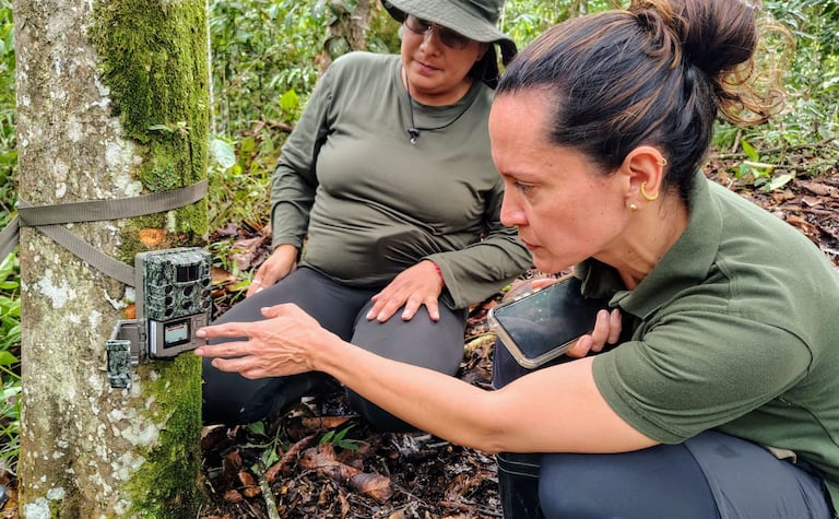 Las cámaras trampa se amarran a los árboles. Los primeros registros visuales se analizarán a mediados de noviembre.