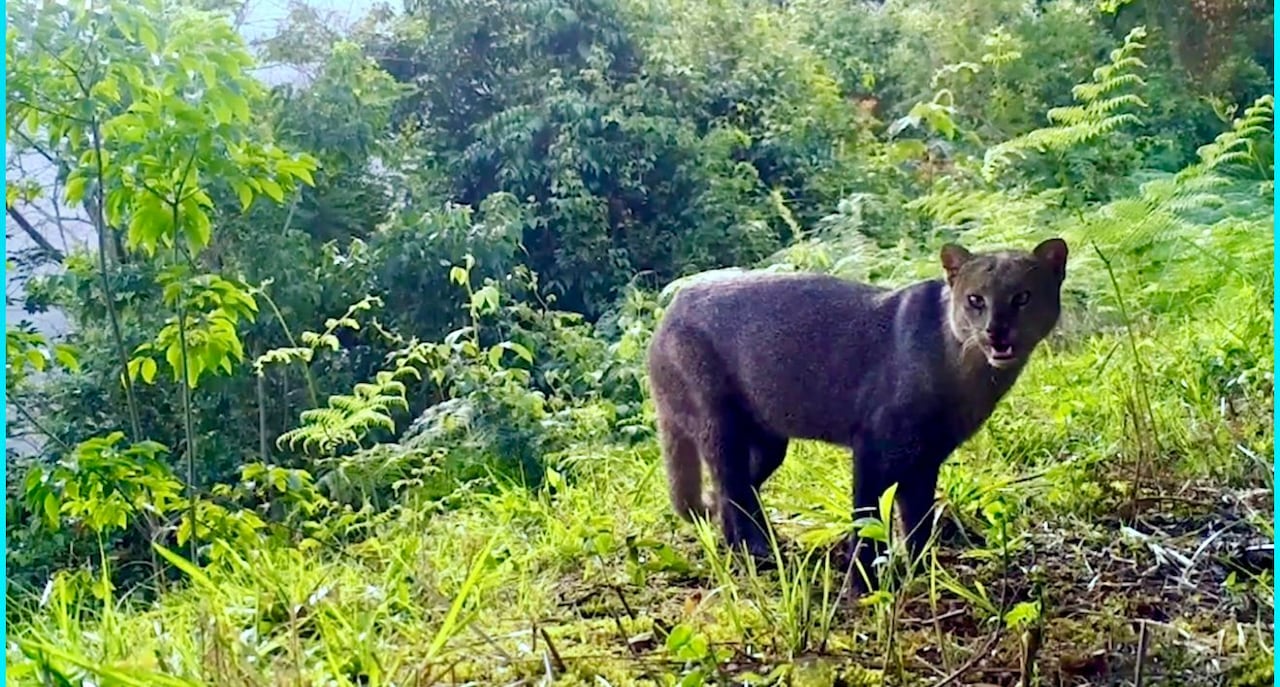 140 MIL REGISTROS Y 339 ESPECIES DE FAUNA SILVESTRE SON LOS RESULTADOS DE LA RED DE CÁMARAS TRAMPA DE LAS AUTORIDADES AMBIENTALES REGIONALES