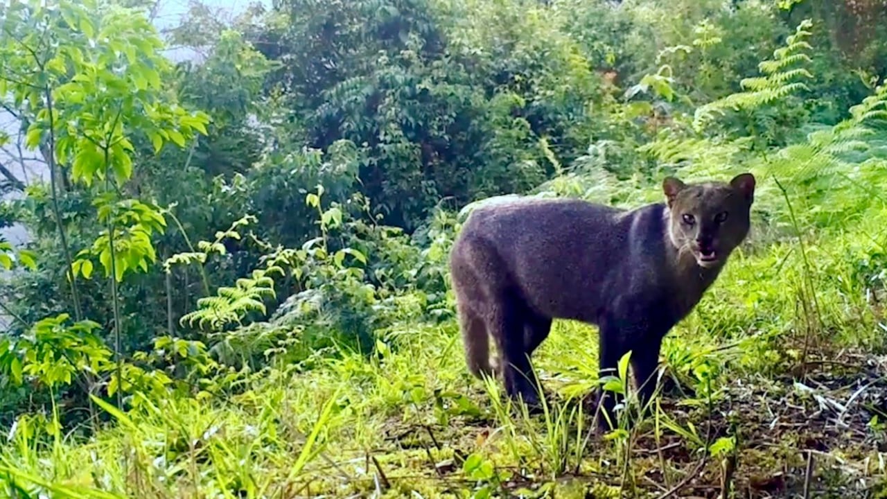 140 MIL REGISTROS Y 339 ESPECIES DE FAUNA SILVESTRE SON LOS RESULTADOS DE LA RED DE CÁMARAS TRAMPA DE LAS AUTORIDADES AMBIENTALES REGIONALES