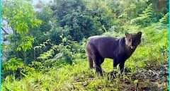 140 MIL REGISTROS Y 339 ESPECIES DE FAUNA SILVESTRE SON LOS RESULTADOS DE LA RED DE CÁMARAS TRAMPA DE LAS AUTORIDADES AMBIENTALES REGIONALES