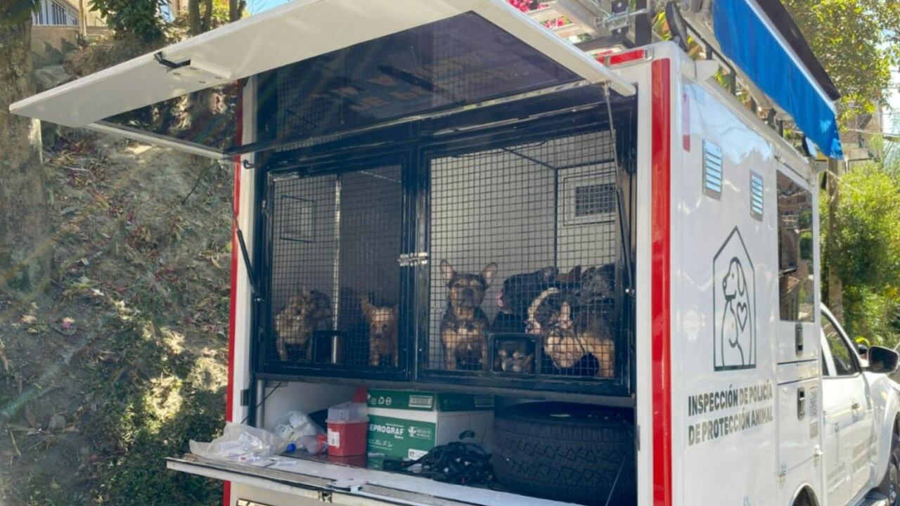 La Fiscalía encontró a 55 animales en graves condiciones de abandono.